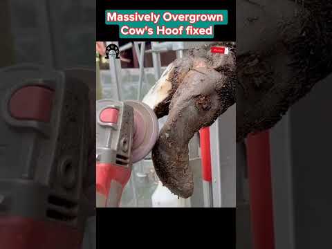 Massively Overgrown Cow’s Hoof fixed #tiktok #fyp #viral #cow #hoof #hoofcare #hoofpicking