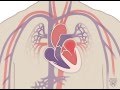 Understanding the Heart and Cardiovascular System