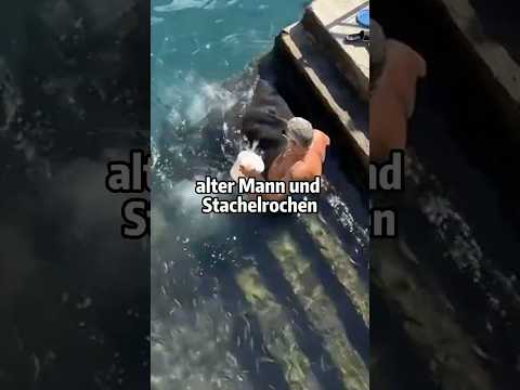 Der Strandfreund des alten Mannes ist ein riesiger Stachelrochen! 🏖️🐡 #UnexpectedFriends