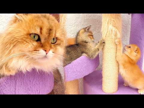 Strict daddy cat keeps a watchful eye on playful kittens | Cute kitten family moments