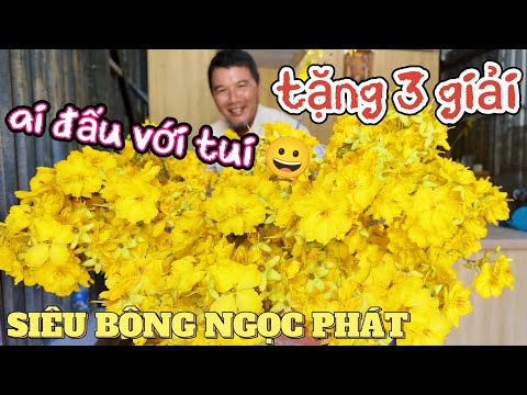 Ngắm cây mai thơm trổ vàng rực vườn Nhật Dương tài trợ hội thi ghép cây siêu bông Ngọc Phát đẹp nhất