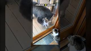 Size Doesn’t Scare This Cat