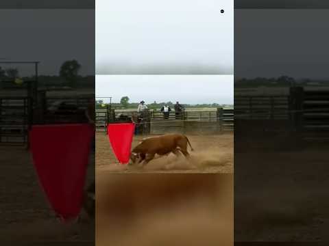 Does Bull Really Angry On Red Color