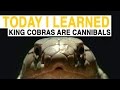 King Cobra Facts and Effects