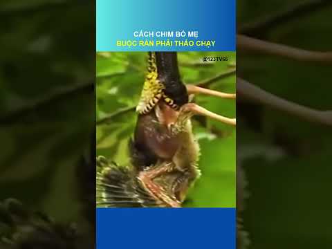 CÁCH CHIM BỐ MẸ BUỘC RẮN PHẢI THÁO CHẠY | @123TV66