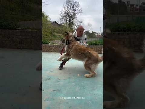 Training Big Wild Aggressive Husky 🤯 How To Train Dog 💀😱 #shorts #pets #dog #trending #traineddogs
