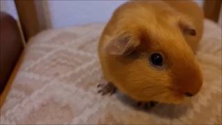 R.I.P. Peanut II.
