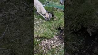 Straight out #huntinguk #ferreting #rabbiting #lurcher #workingdog #hunting