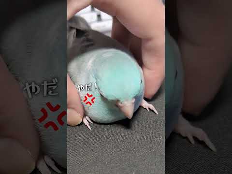 帰宅拒否が成功して人間を煽る世界最小インコ #shorts