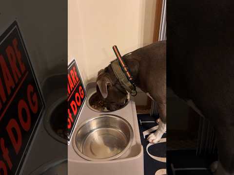 Milo always leaves you guessing. #subscribe #help #build #dog #rescue #follow #foryou #milo #pitbull