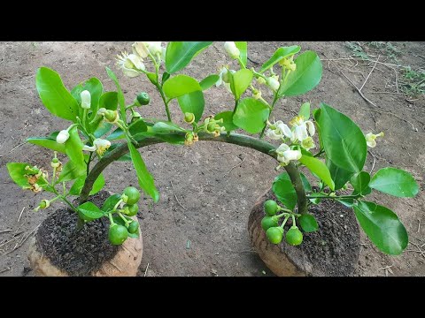 Amazing Grafting Skill   How To Grow Orange Fast And Success 100%