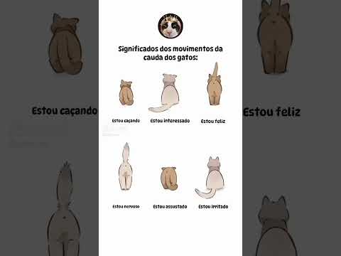 o significado do movimento da cauda dos gatos#dance#music #love#entertainment#song#lego