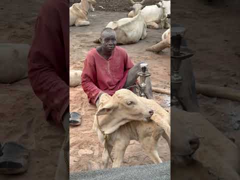 Despertar con las familias Mundari #inspirationofafrica