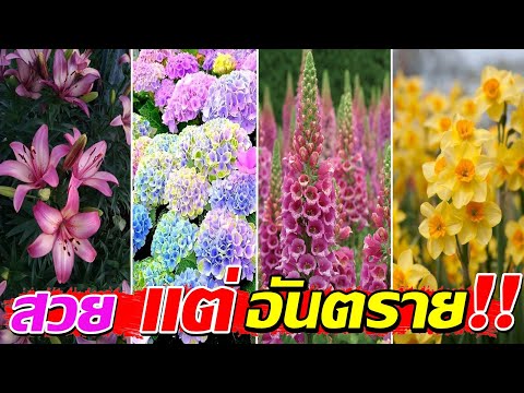 สวยแต่อันตราย!!8ต้นไม้ในสวนที่มีพิษร้ายอันตรายถึงชีวิตถ้าไม่ ZoneGus LifeOnTheWorld สวยแต่อันตราย!!8ต้นไม้ในสวนที่มีพิษร้ายอันตรายถึงชีวิตถ้าไม่