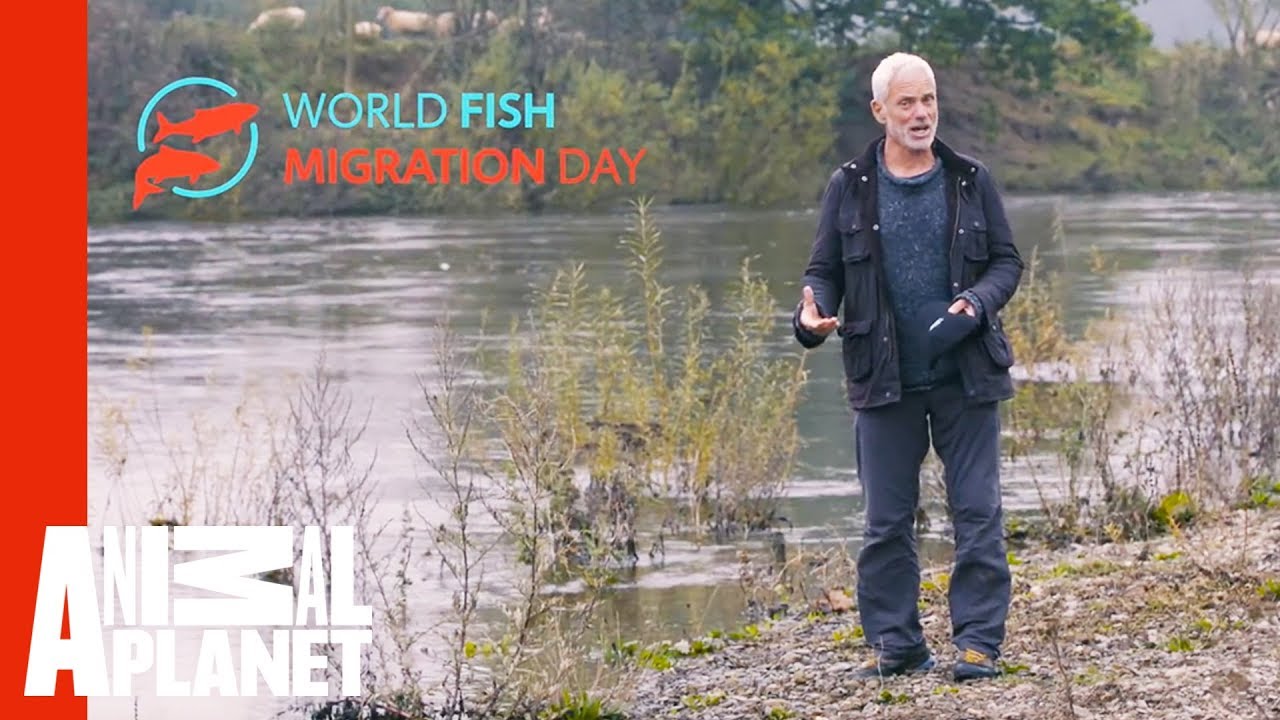 Jeremy Wade's Mighty Rivers Trailer thumbnail