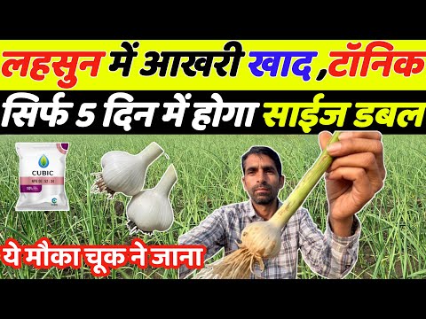 लहसुन में लास्ट खाद और स्प्रे पाँच दिन में साइज डबल | Lahsun ka size kaise badhaye | Lahsun ki kheti