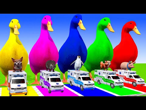 5 Giant Duck Cartoon,Cow,Elephant,Tiger,Lion,Dinosaur,Paint Wild Animals Crossing Fountain Animation