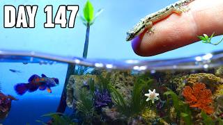 Building a Tiny Beach Ecosystem (with 26 creatures)