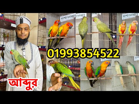 শুধু কনুর আর কনুর পাখি | আব্দুরের নতুন কালেকশনে ছিল শুধু কনুর পাখি ও অলিভ রিংনেক টিয়া | 01993854522
