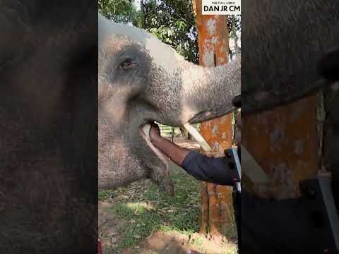 யானைக்கு காசு கொடுத்தா குளிப்பாட்டி விடும்மா?| Elephant Bath