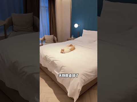 【#皮咔丘是只喵】当我时隔半年又去猫猫民宿点了同一只小猫! #宠物vlog #万物可爱计划