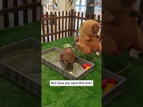 Have you ever seen a real capybara with a turtle backpack?  #cute #capybara