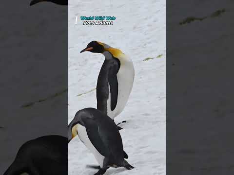 Rare All Black King Penguin Spotted