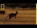 Dingo and Kangaroo Interaction Dynamics