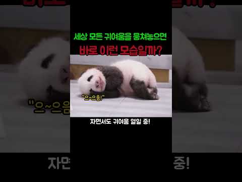 세상 모든 귀여움을 뭉쳐놓으면 바로 이런 모습일까?#푸바오