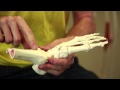 Skeletal System and Arthritis Research