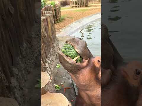 Tear hippos until they obey hippos and eat watermelon