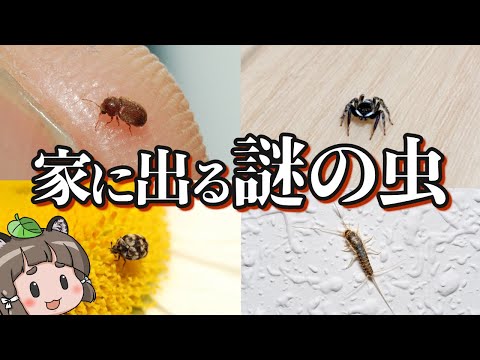 【画像あり】家の中に出るあの虫の正体6選|駆除・対策方法も紹介