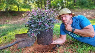 STOP Planting Shrubs Like This! (Top 5 Mistakes)