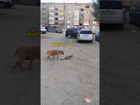 قط فاكر ضميره بيشجعه 😂🐕🐈