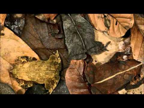 朋友！你看到了什麼 嗎？帶有保護色的動物！ - YouTube