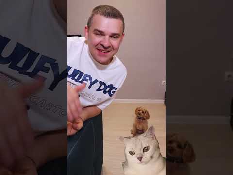 Я НИ ЕМ КОТЯТ #cat