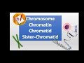 Chromatin and Chromosome Structure