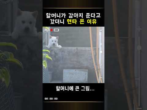 시골 할머니가 강아지 데려가래서 왔는데 멘탈 나간 이유