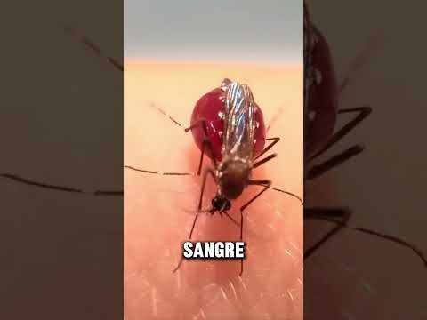 Así es como nos pican los mosquitos #shorts