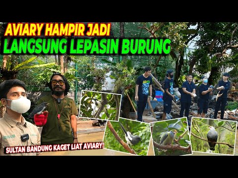 INI DIA BEBERAPA BURUNG YANG SUDAH MENJADI PENGHUNI AVIARY DEHAKIMS