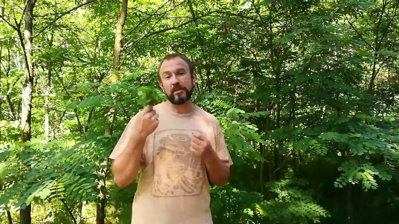 Не забудьте об этом растении для зелёного удобрения