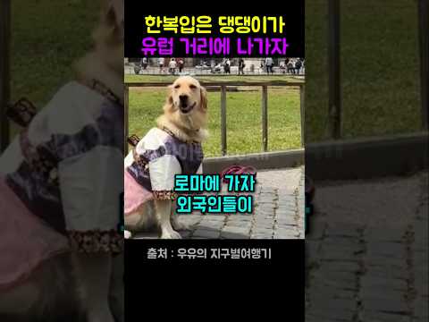 한복입은 댕댕이가 유럽 거리를 지나가자 외국인들이