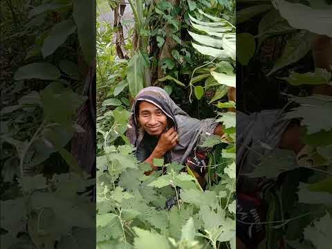 mau ketawa takut dosa Vidio lucu bikin ngakak hiburan warga +62 funny videos funny shorts viral