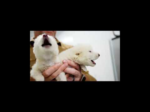 The first dire wolf howl in over 10,000 years