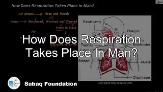 How Does Respiration Takes Place In Man?