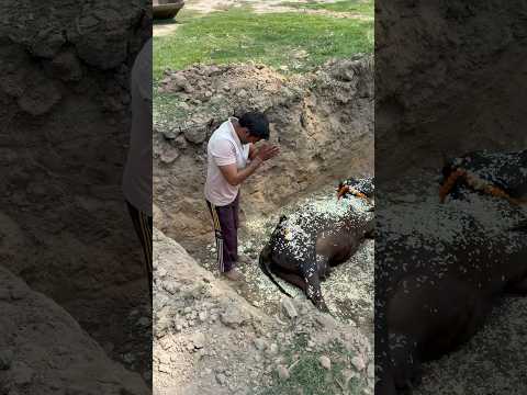 🥹जय गौ माता 🐄#help #youtube #please #india #videoviral #share #trendingvideoviral #help 🥹🐄