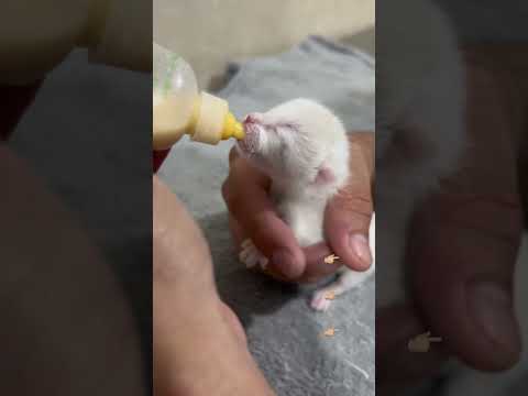 Habías visto un gatito cachorro tomar lechita? #shorts #cats