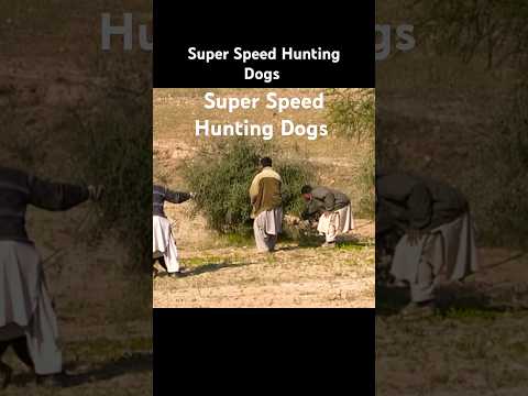 Super Speed Rabbit Beat Racing Dogs / Greyhound Racing Dogs vs Hare / unbearable Rabbit