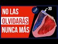 Anatomía de las Válvulas Cardíacas