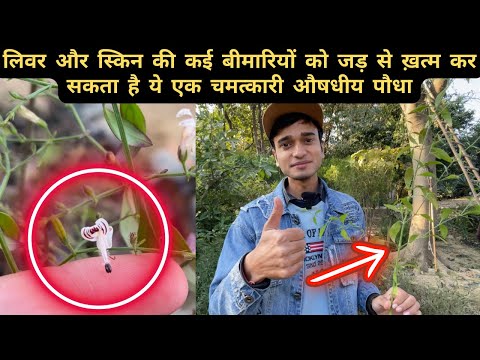 लिवर और स्किन की कई बीमारिया हो जाएगी गायब इस एक पौधे से || चमत्कारी औषधीय पौधा